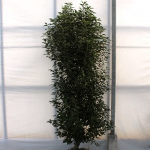Prunus lusitanica 'Angustifolia' 275-300 prijs op aanvraag